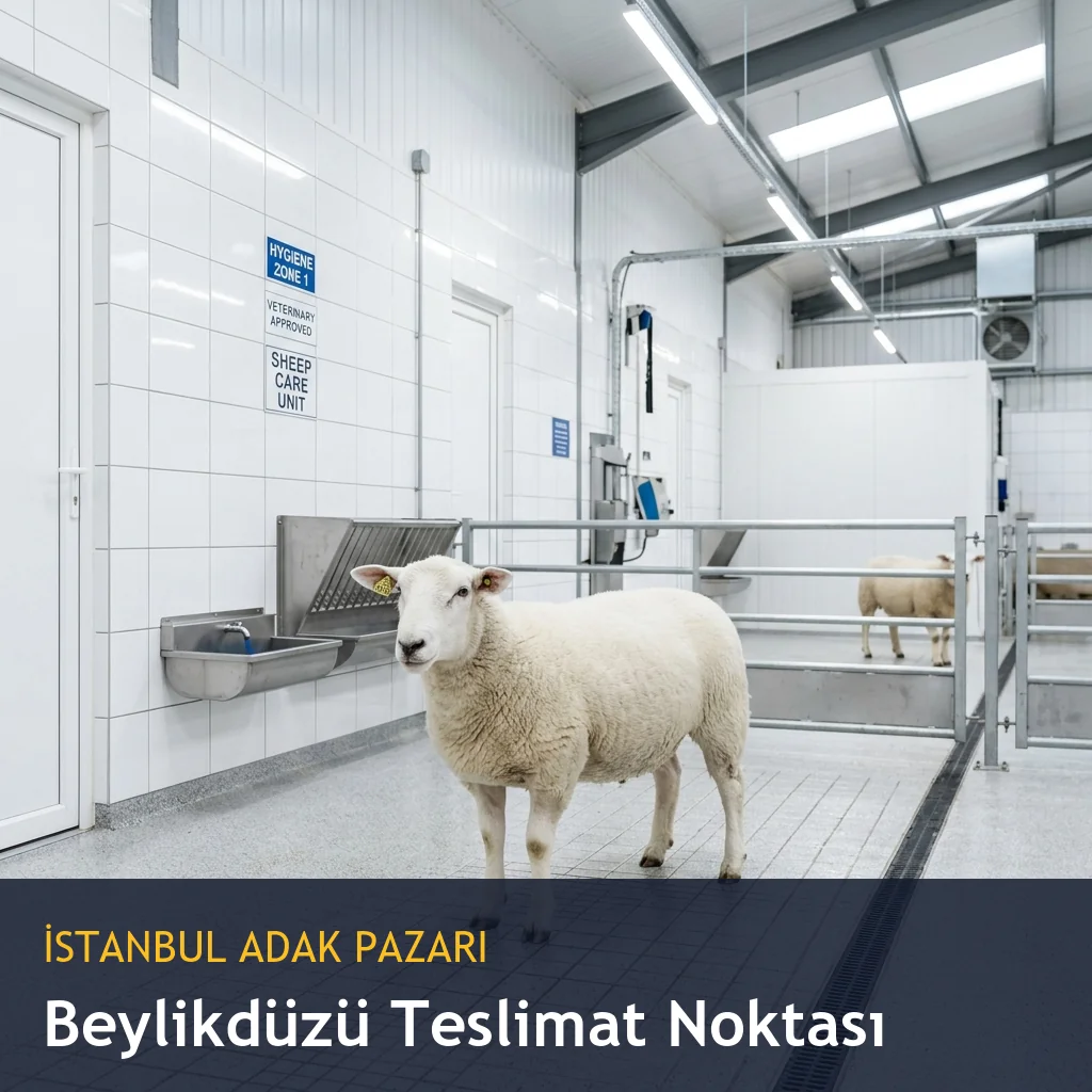 Beylikdüzü adakçı kurban, Beylikdüzü adaklık koç kuzu fiyatları, İstanbul adak pazarı